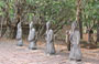 VIETNAM CENTRALE. Tomba di Tu Duc: il cortile d'onore