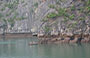 BAIA DI HALONG. Baia di Lan Ha