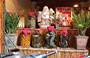 HANOI. Quartiere Vecchio: un singolare negozio con tuberi, piante e rettili in vaso 