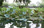 HOA LU. Piante acquatiche nello stagno del Tempio Le Dai Hanh 